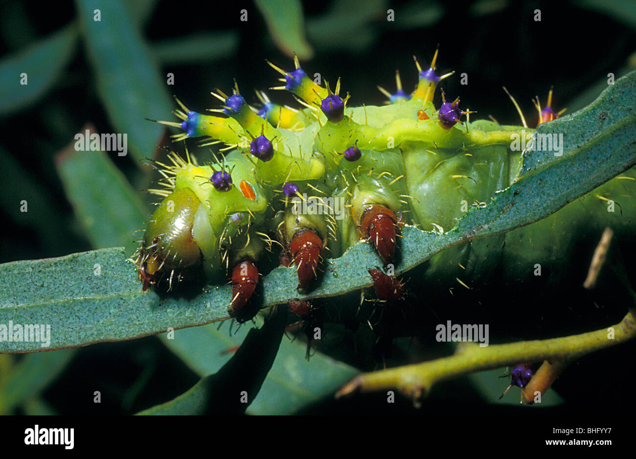 Gomme empereur moth caterpillar eating leaf Banque D'Images