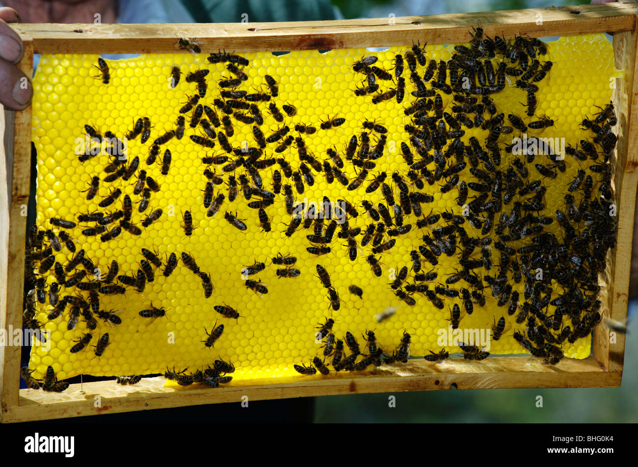 Plein de nid d'abeilles jaune, le Tyrol du Sud, Italie, Europe Banque D'Images