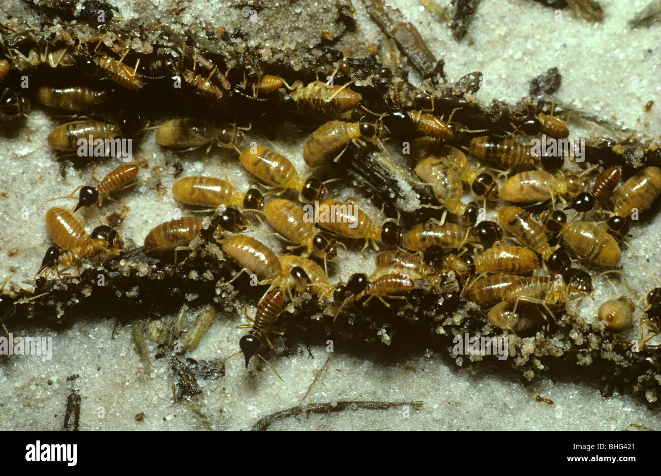 Soldat Termites Banque De Photographies Et D images Haute R solution 