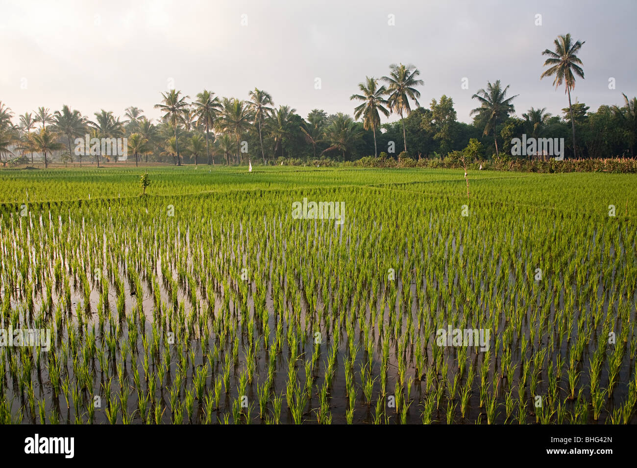Champ de riz en Indonésie lombok Banque D'Images