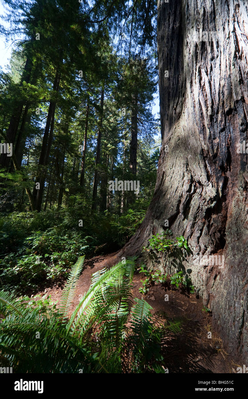 Parc national de Redwood en Californie, Etats-Unis Banque D'Images