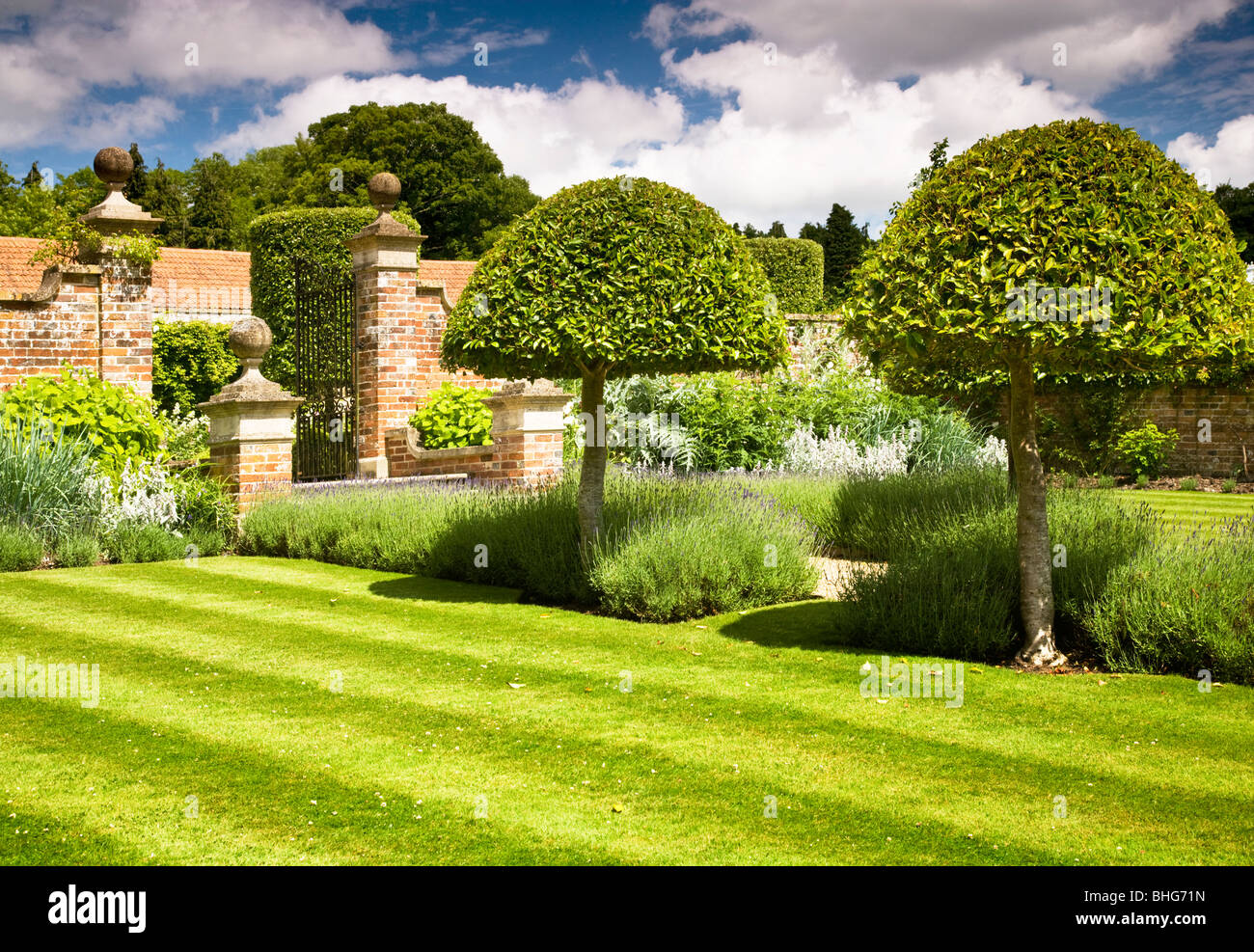 Topiary le long d'un chemin bordé de lavande dans le jardin clos d'une maison de campagne en Angleterre, Royaume-Uni Banque D'Images