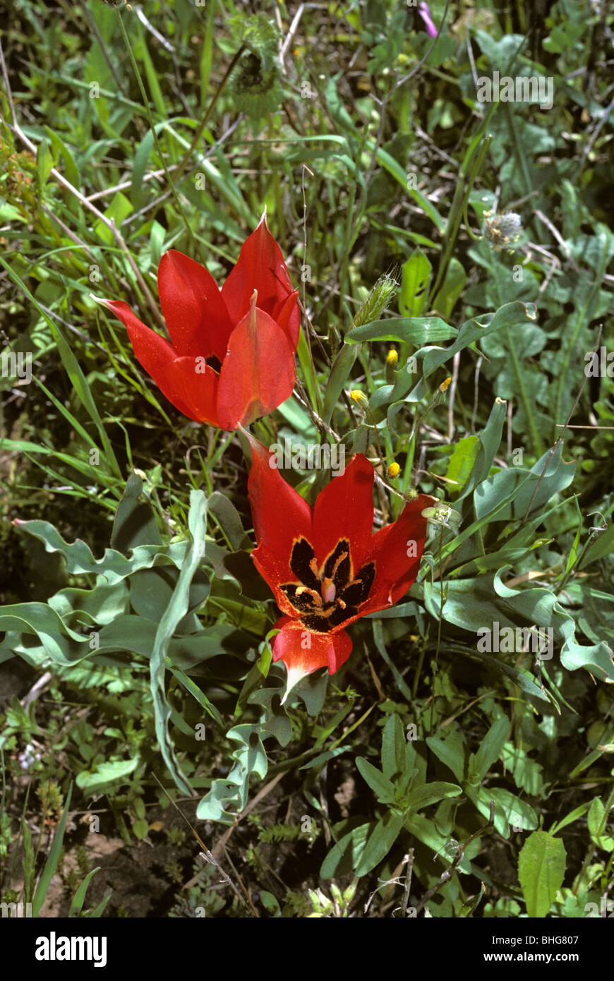 Tulipe sauvage (Tulipa oculus-solis : Liliaceae) Israël Banque D'Images