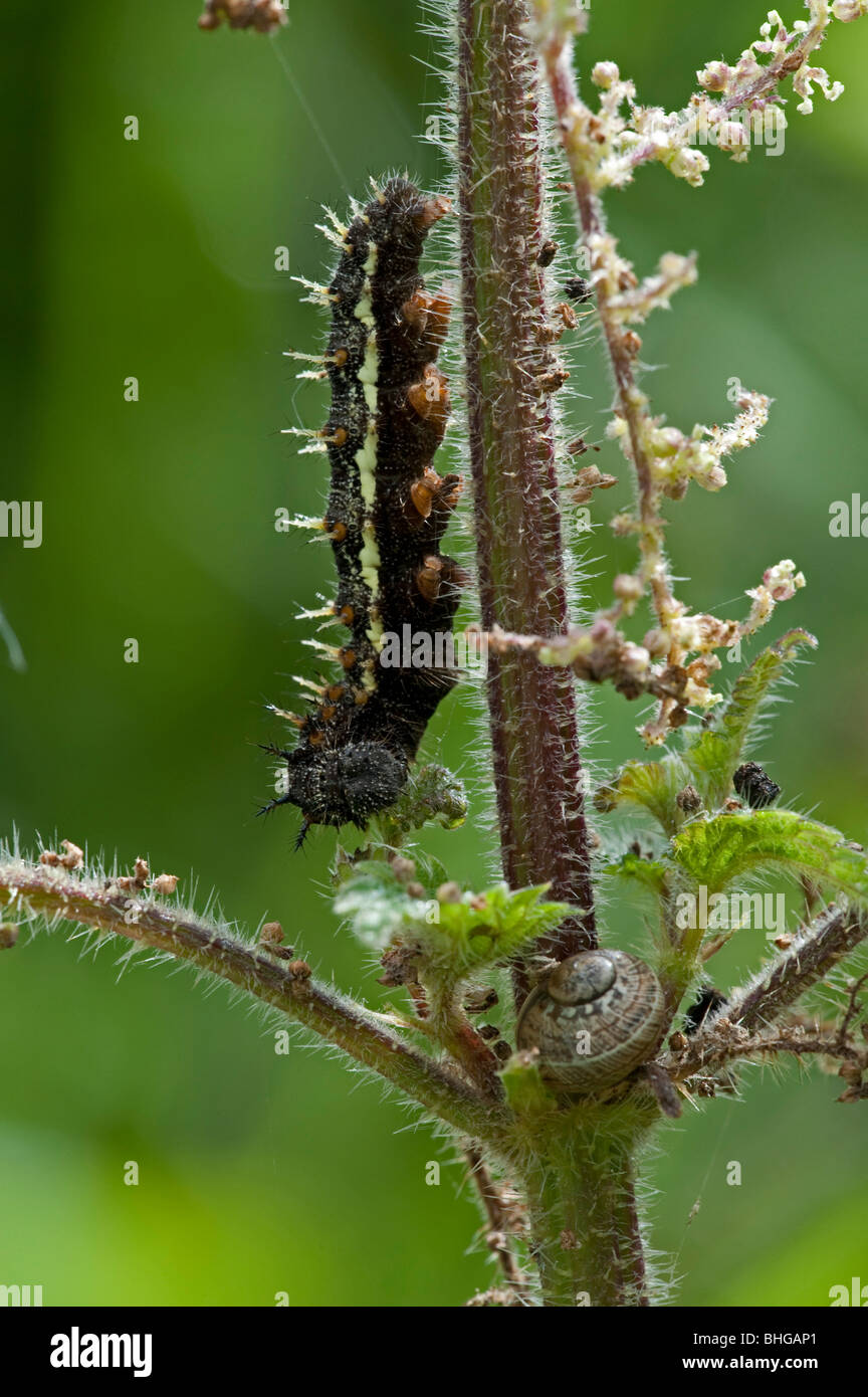 Vulcain (Vanessa atalanta) Caterpillar Banque D'Images