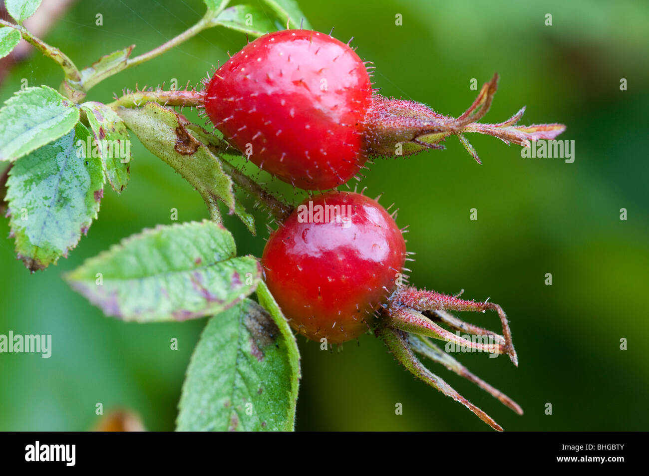 Le soft-rose (Rosa mollis), fruits Banque D'Images