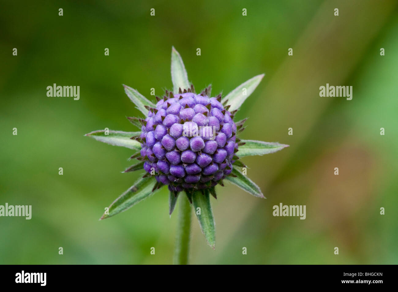 Devil's bit Scabious (Succisa pratensis) Banque D'Images
