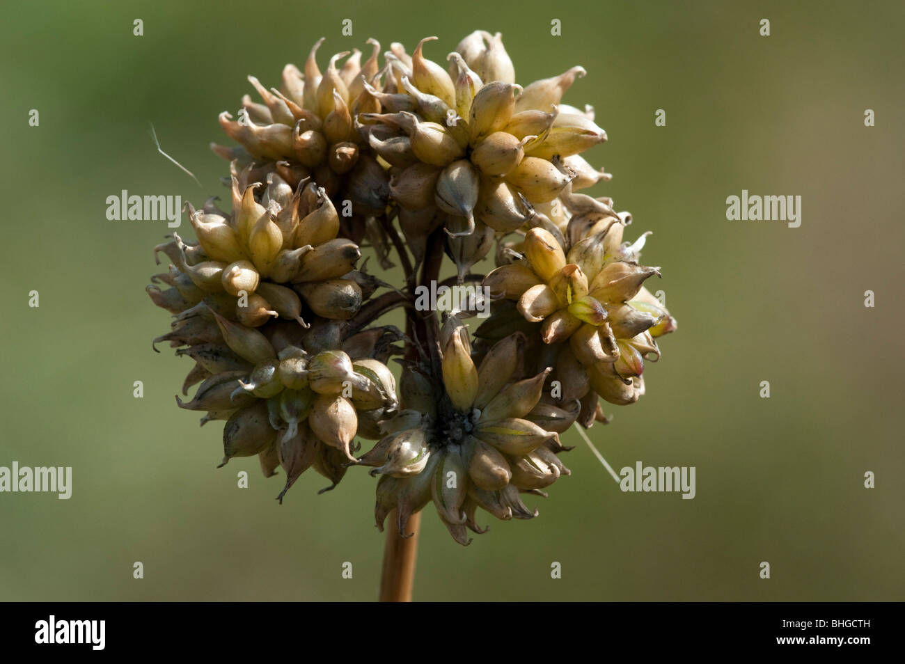 L'oignon (Allium vineale sauvages), chef des semences Banque D'Images