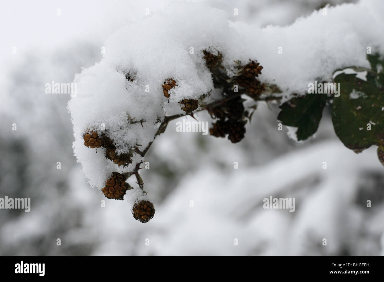 La neige a couvert de petits fruits noirs dans une haie d'hiver. Banque D'Images