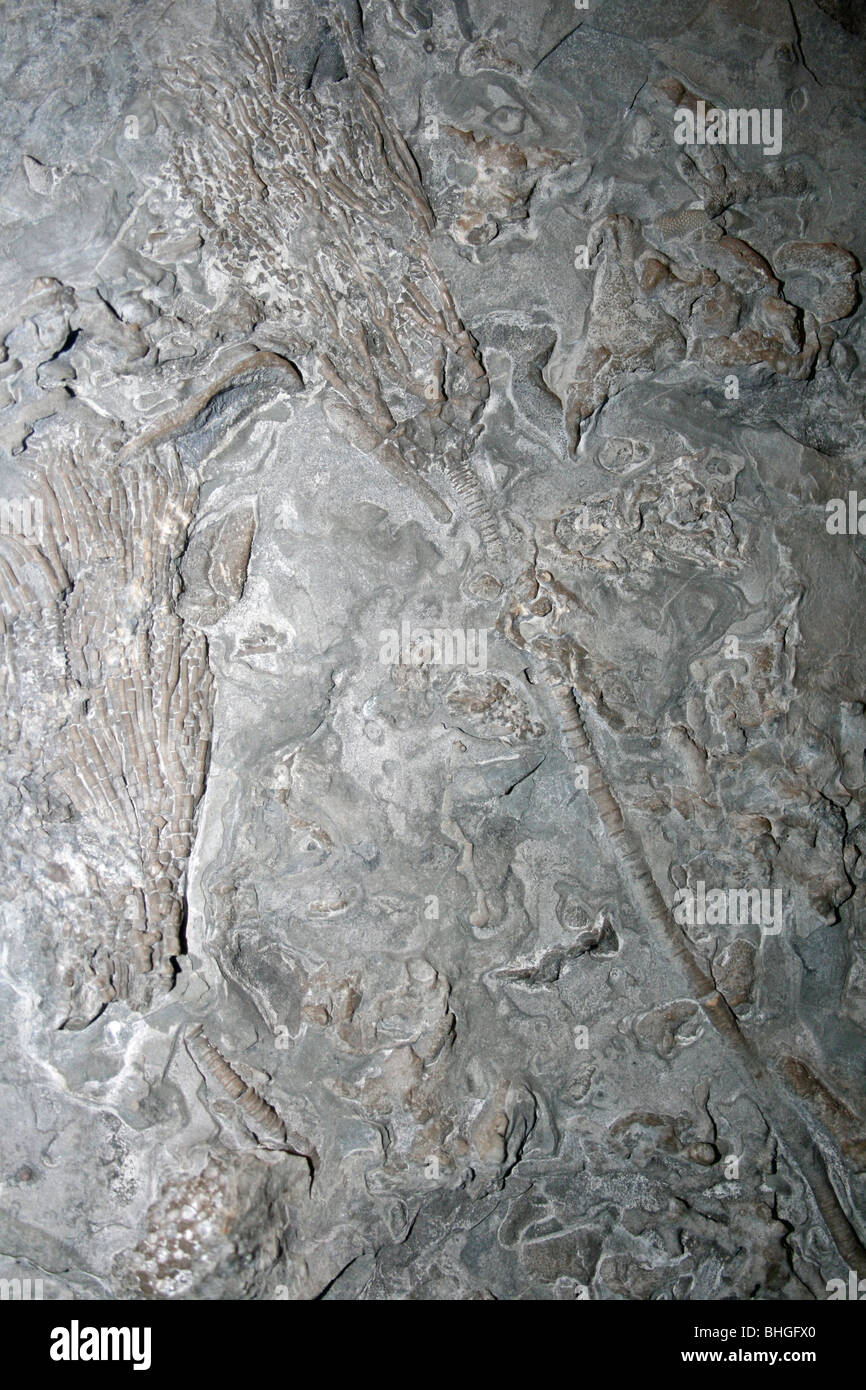 Crinoïde Gissocrinus goniodactylus Banque D'Images