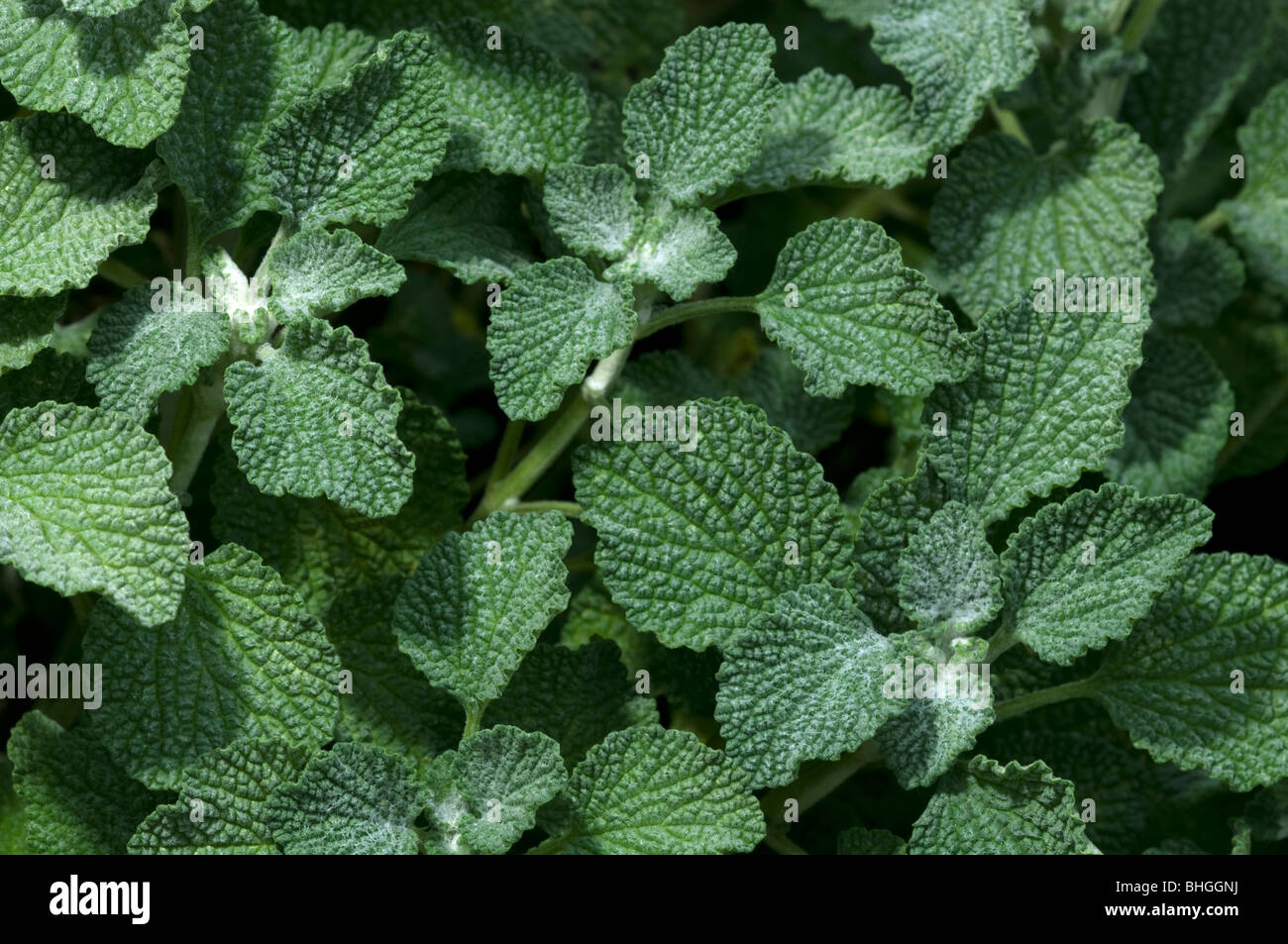 Ballote Ballote commun, Blanc (Marrubium vulgare), les jeunes plantes vu de dessus. Banque D'Images