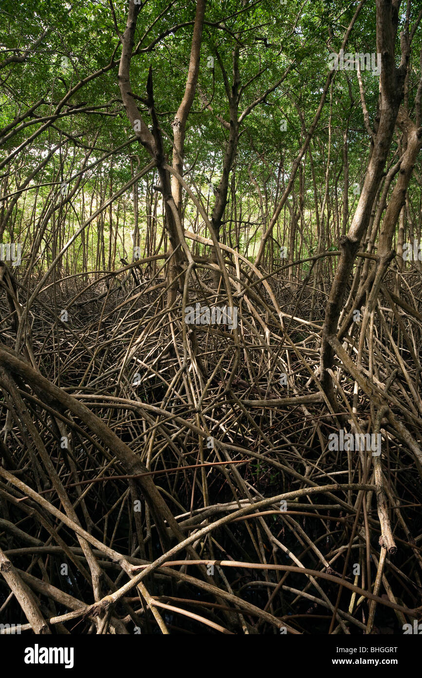 Les racines enchevêtrées de mangroves sur les côtes Comores Banque D'Images