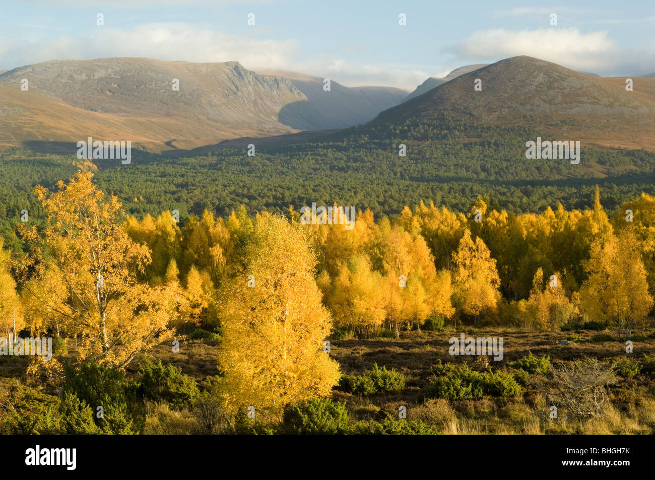 Les bouleaux d'argent à l'automne en forêt dans les Cairngorms Rothiemurchus, en Écosse. Banque D'Images