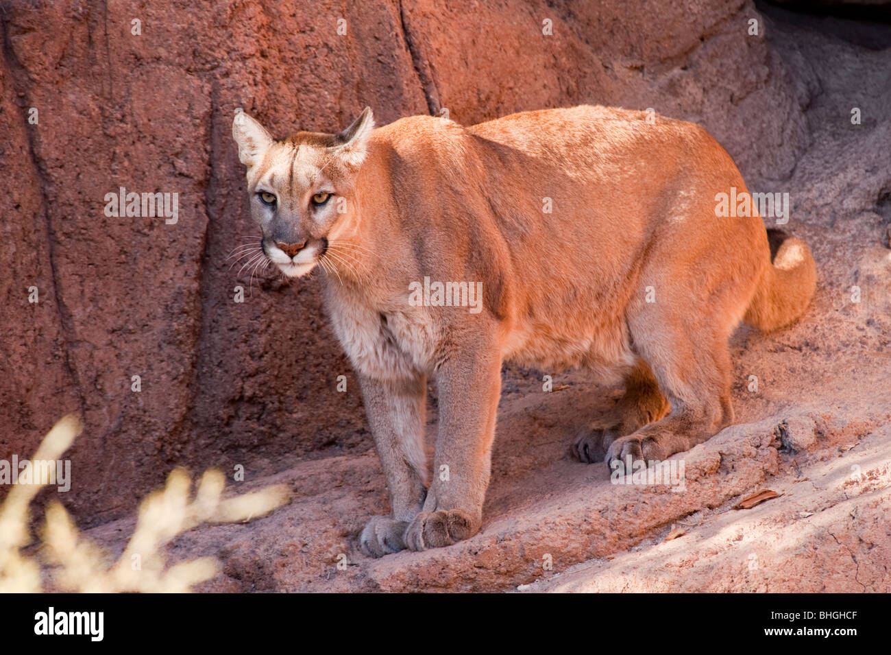 Tucson, Arizona - UNE Cougar (Puma concolor) se déplace à propos de il à  l'Arizona de l'enceinte du Musée du Désert de Sonoran Photo Stock - Alamy