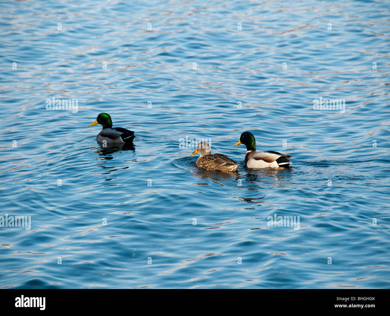 Canard colvert sur l'eau. Banque D'Images