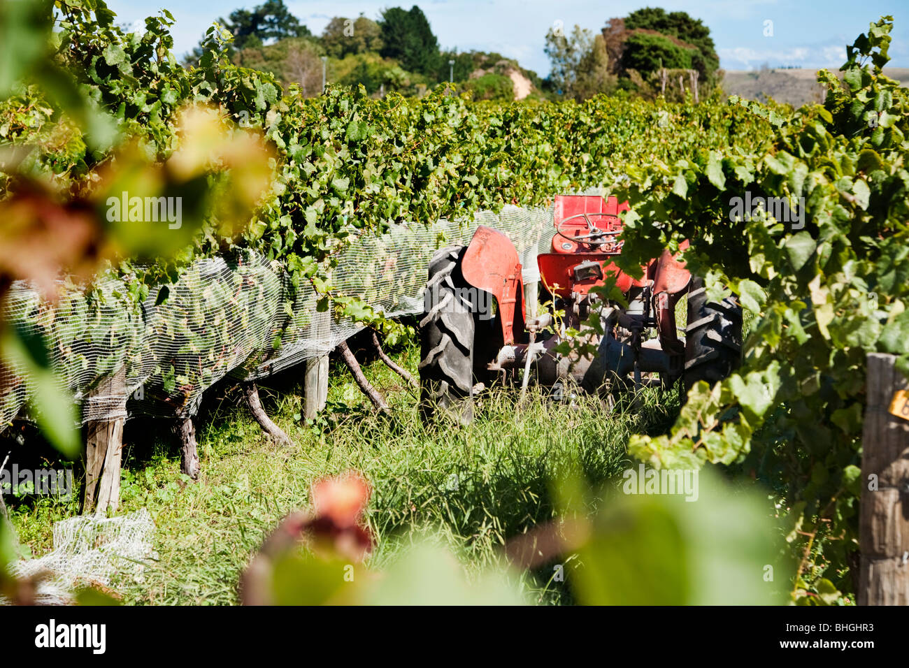 Le tracteur dans les vignes de Hawkes Bay, île du Nord, en Nouvelle-Zélande. Banque D'Images