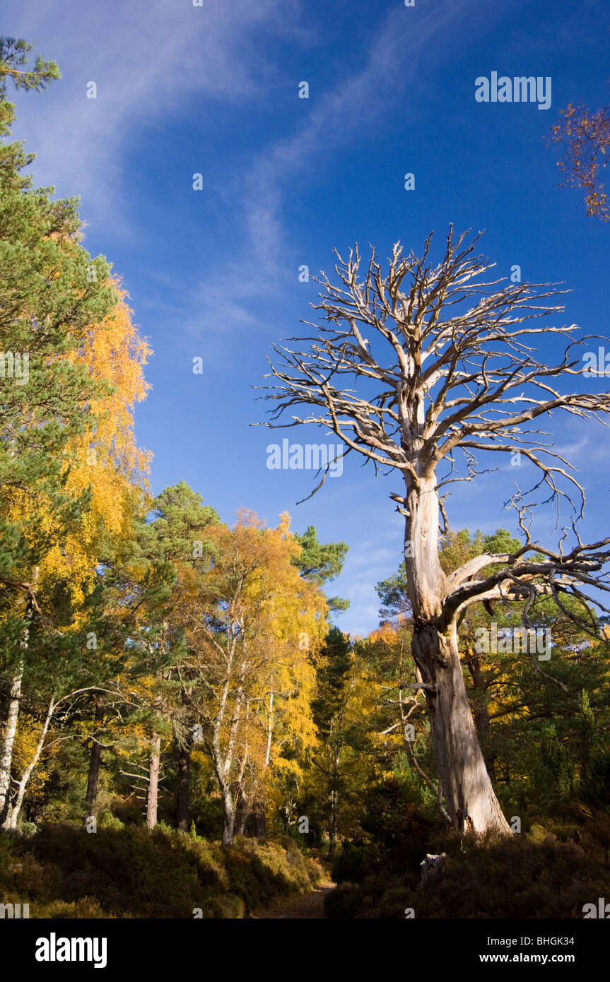 Rothiemurchus forêt en automne, les Highlands écossais. Banque D'Images