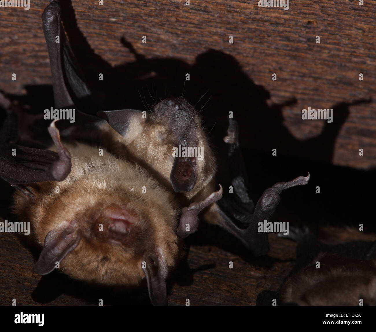 La grande chauve-souris brune colonie de maternité bébés grenier en Ohio Banque D'Images