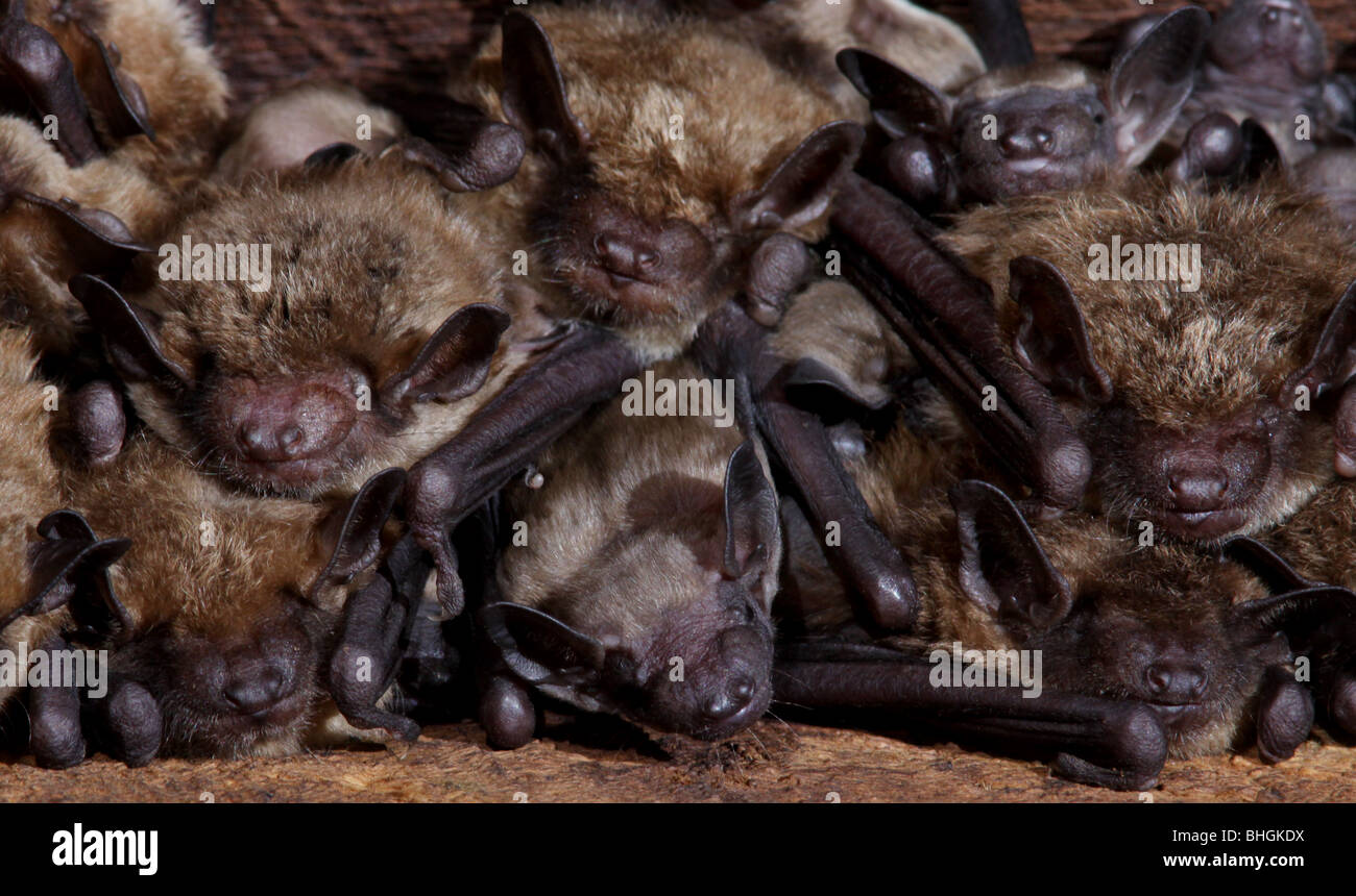 La grande chauve-souris brune colonie de maternité bébés barn en Ohio Banque D'Images