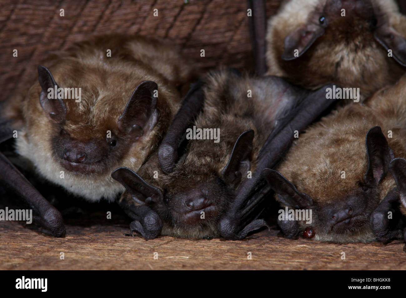 La grande chauve-souris brune grenier colonie de jeunes de l'Ohio Banque D'Images