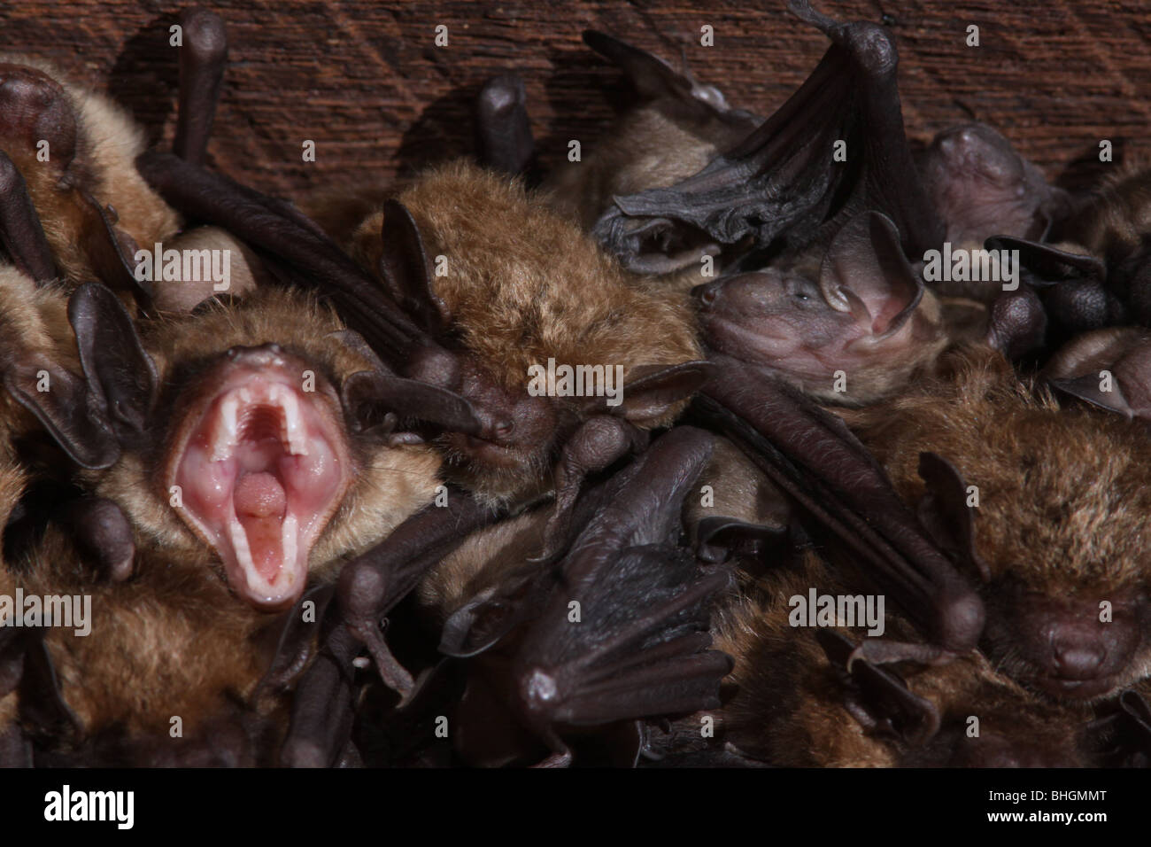 La grande chauve-souris brune bâillements bébé bébés dans l'Ohio grange Banque D'Images