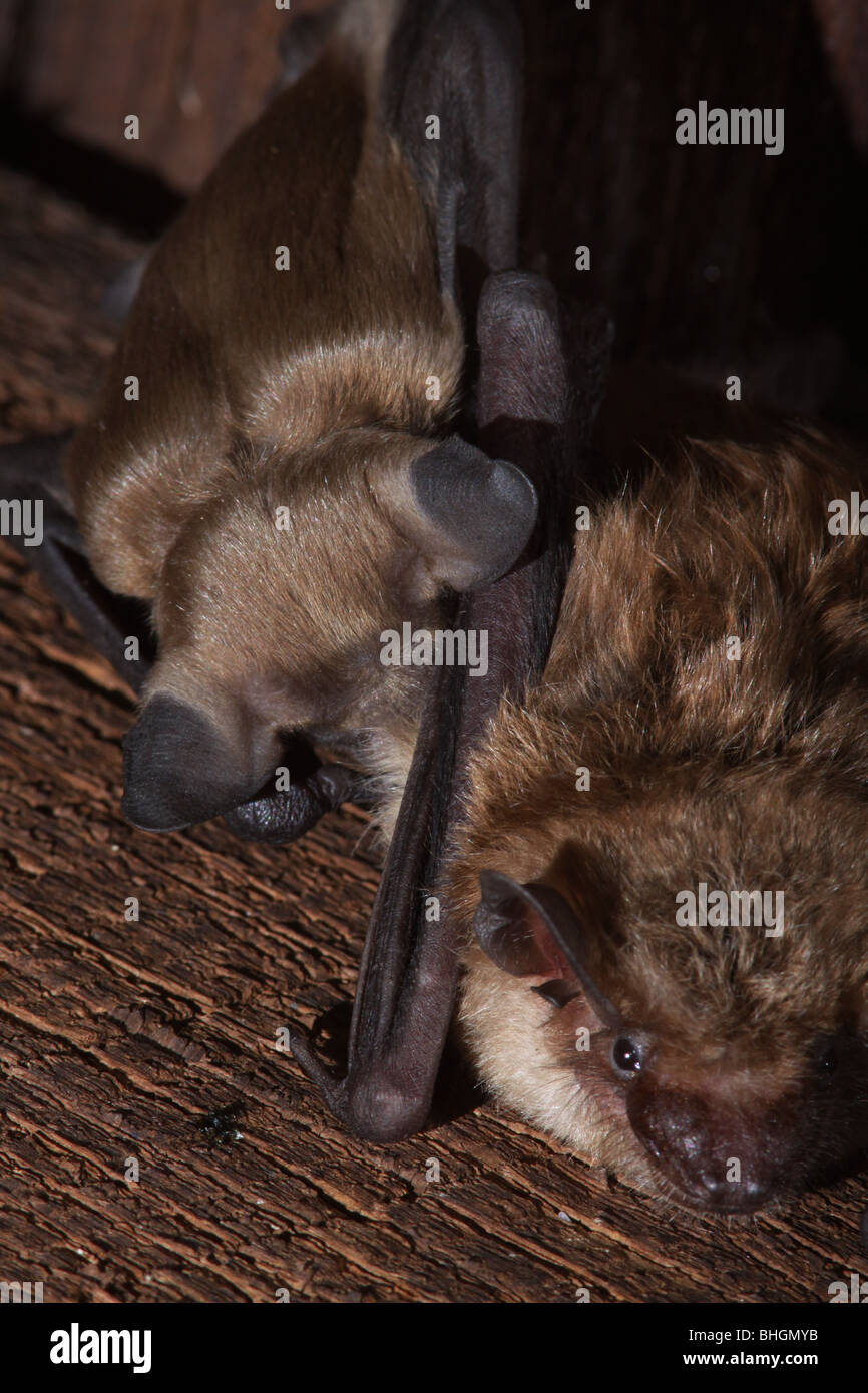 Grande chauve-souris brune bébé colonie de soins infirmiers de l'Ohio grenier Banque D'Images