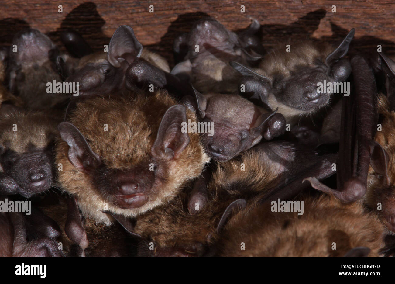La grande chauve-souris brune colonie de maternité bébés barn en Ohio Banque D'Images