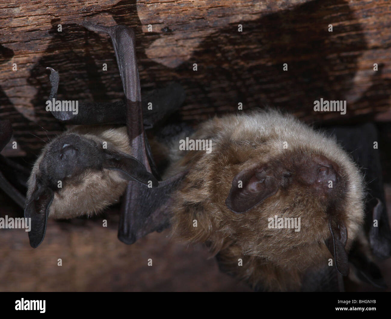 La grande chauve-souris brune colonie de maternité bébés barn en Ohio Banque D'Images