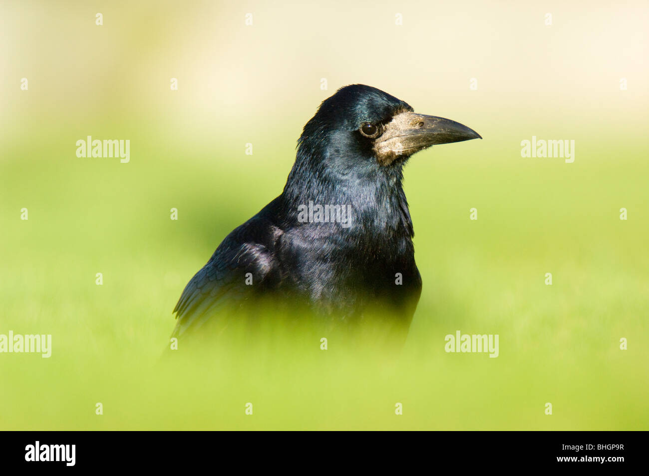 Corbeau freux (corvus frugilegus), des profils de recherche de nourriture, de l'Écosse. Banque D'Images