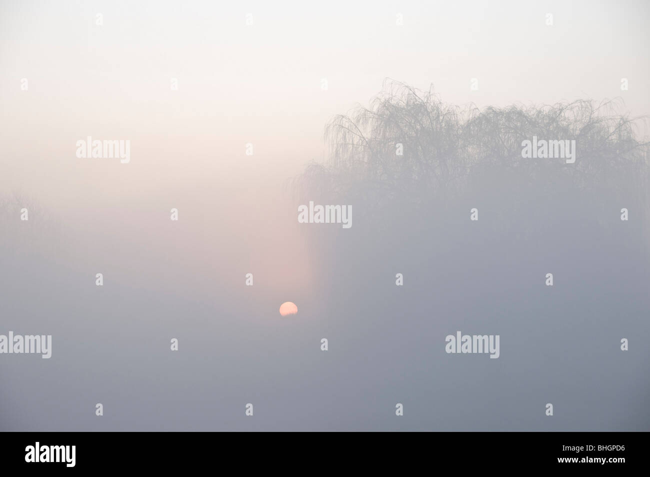 Hiver brumeux lever de soleil sur l'étang de gigot de mouton. Bushy Park, Londres. Banque D'Images
