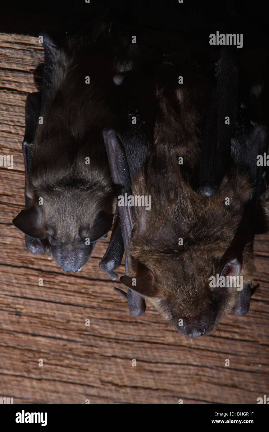 La grande chauve-souris brune colonie de maternité bébés grenier en Ohio Banque D'Images