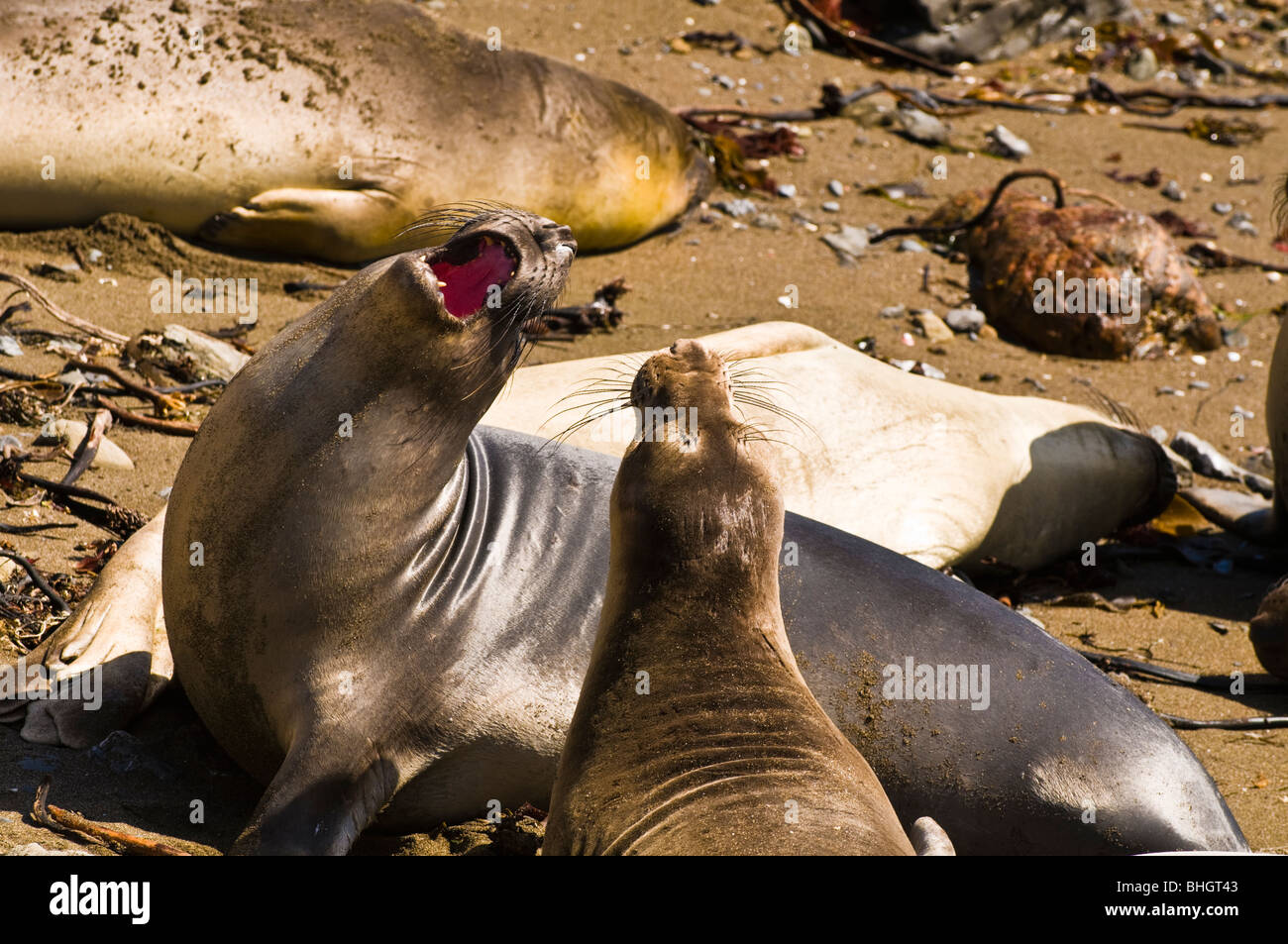 Les éléphants de mer (Mirounga angustirostris), Monterey Bay National Marine Sanctuary, San Simeon, en Californie Banque D'Images