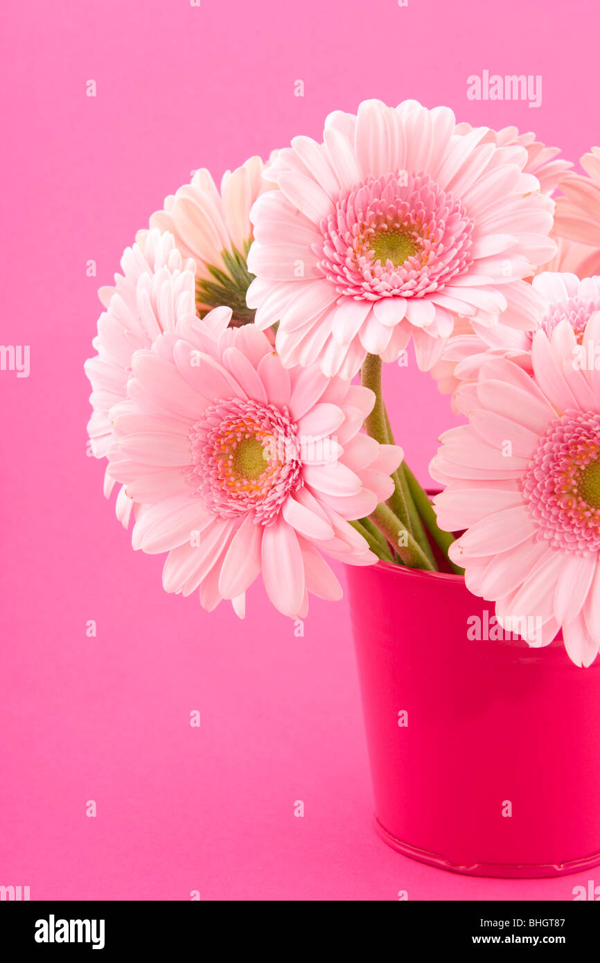 Arrangement rose bouquet avec vase à Gerber Banque D'Images