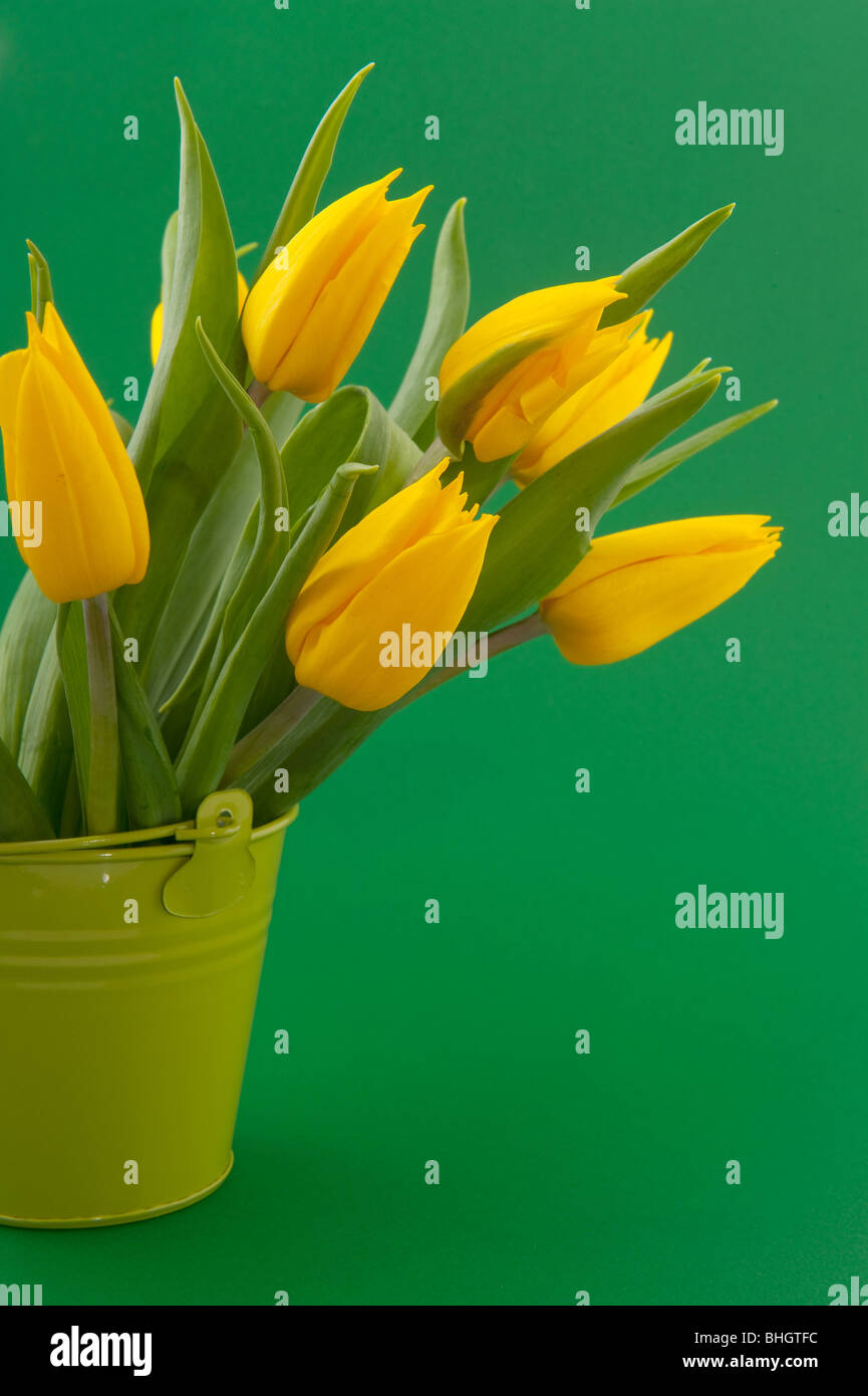 Tulipes jaunes dans un vase sur fond vert Banque D'Images