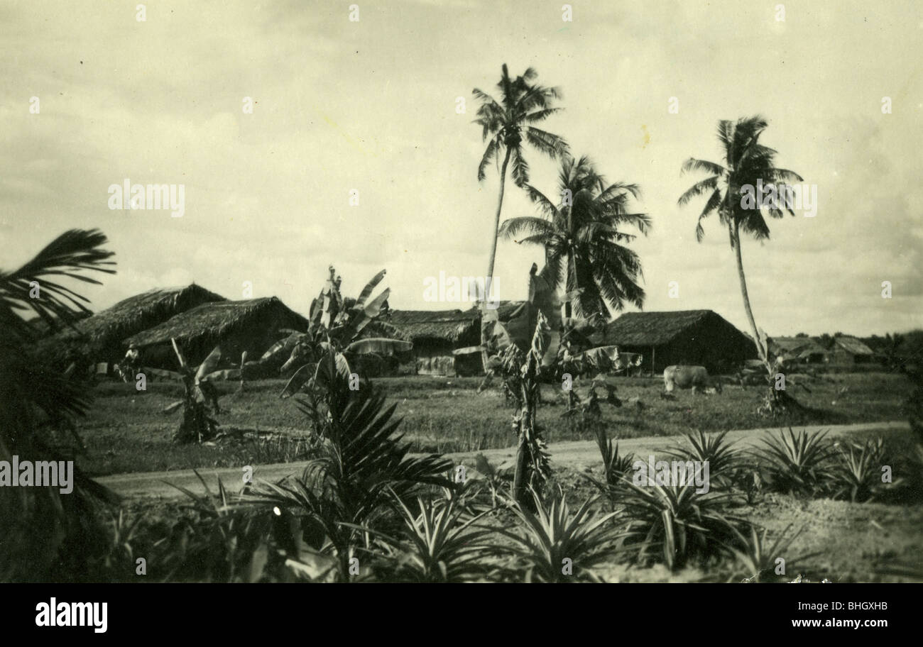 Photo de paysage vietnamien avec des palmiers Juillet 1947 Banque D'Images