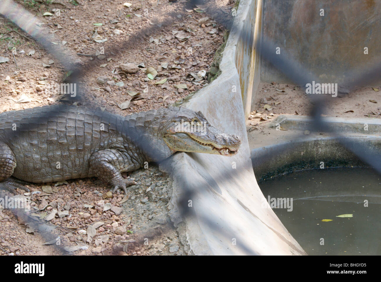 En Crocodile reste à côté du réservoir d'eau en béton artificiel à Trivandrum au Kerala Inde,Zoo Banque D'Images