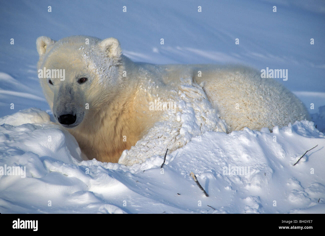 L'ours polaire (Ursus maritimus), nearchurchill, Manitoba, Canada. célèbre comme l'un des meilleurs endroits pour voir les ours polaires. Banque D'Images