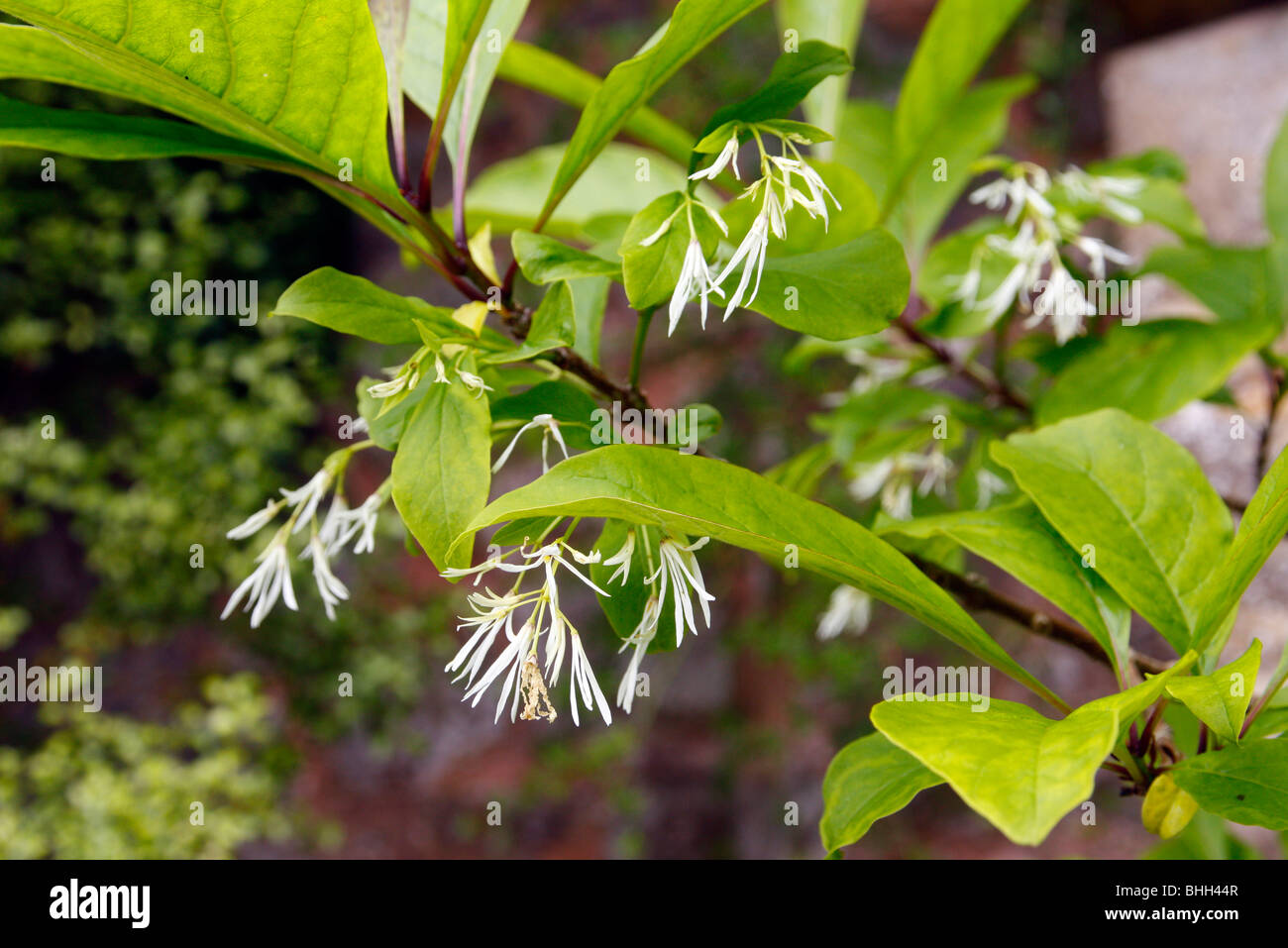 Chionanthus virginicus Banque D'Images