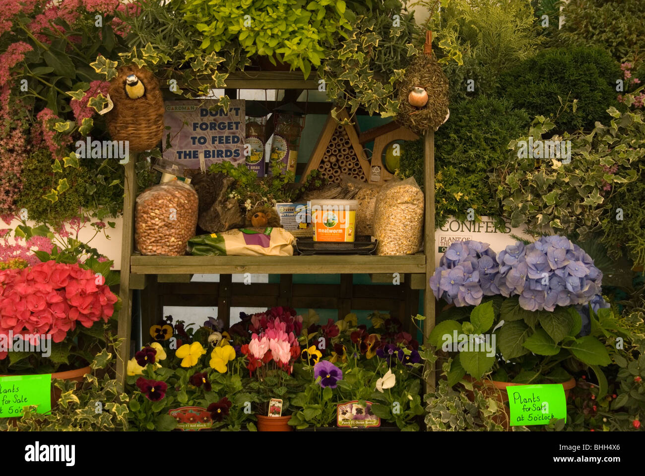 Vente de fleurs et de décrochage du marché l'alimentation des oiseaux Banque D'Images