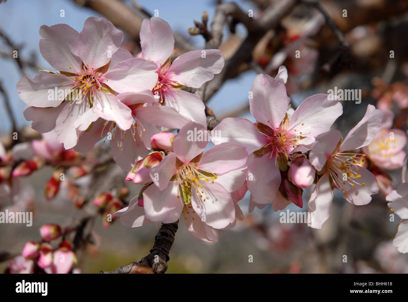 Sur Larbre Fleur Damandier Prunus Dulcis Février