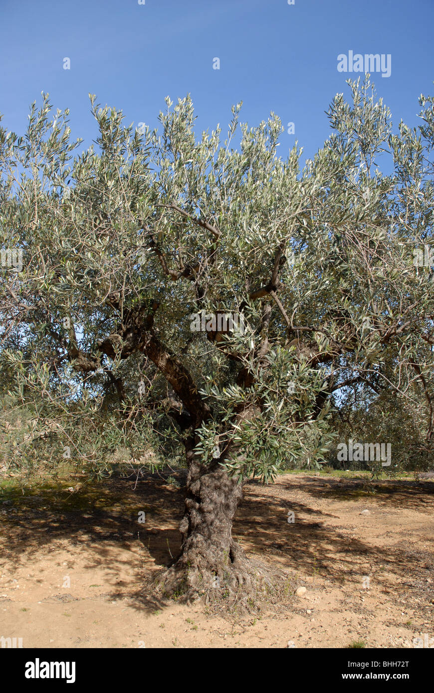 Des oliviers, (Olea europeae), vallée de Jalón, Province d'Alicante, Communauté Valencienne, Espagne Banque D'Images