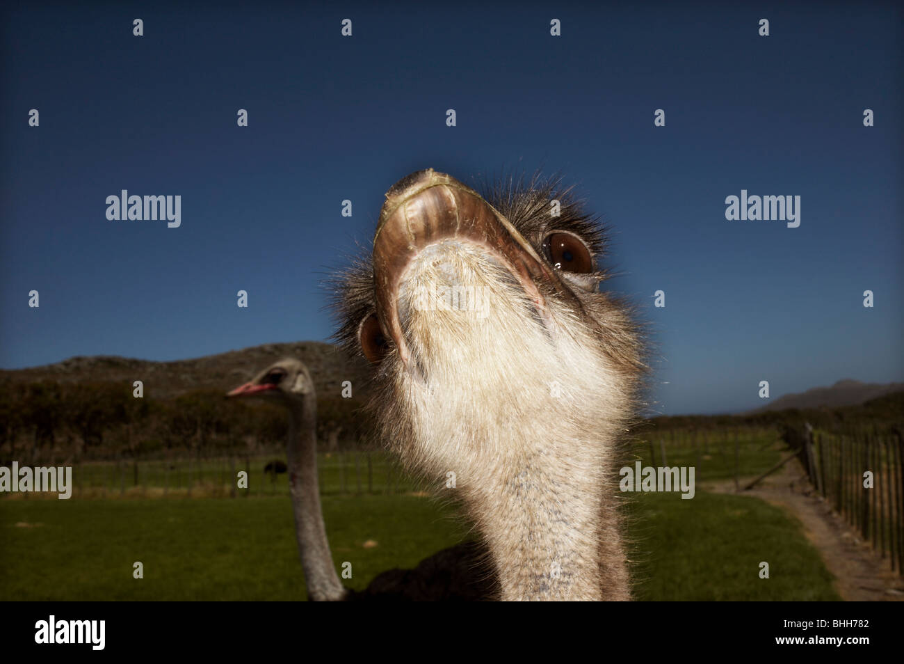Ostrich against a blue sky, Afrique du Sud. Banque D'Images