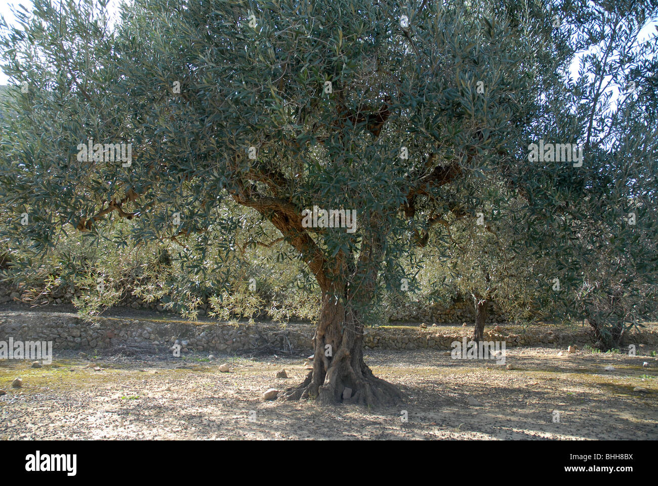 Des oliviers, (Olea europeae), vallée de Jalón, Province d'Alicante, Communauté Valencienne, Espagne Banque D'Images