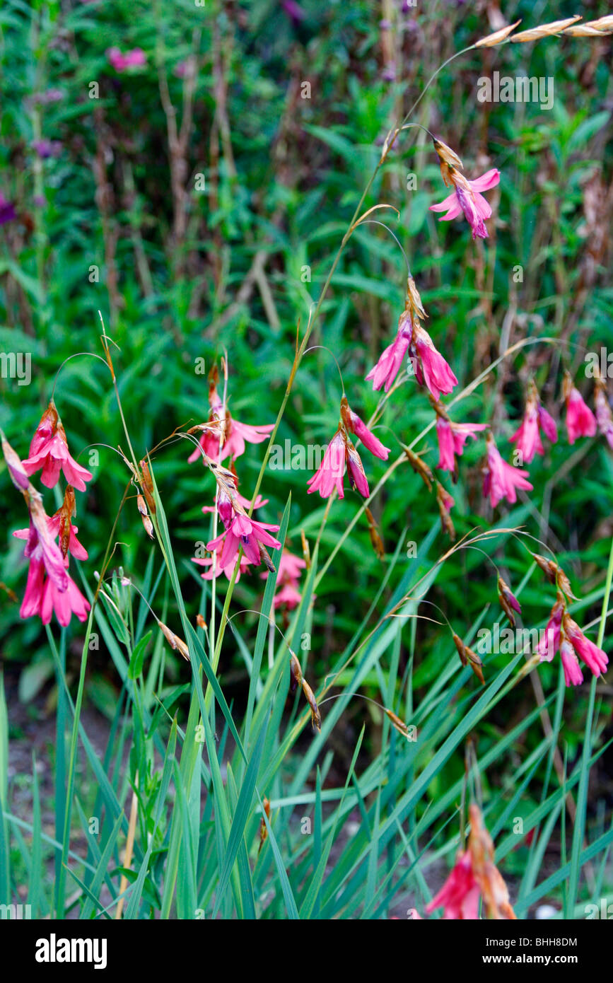 Tigridia pulcherrimum Slieve Donard hybrides Banque D'Images