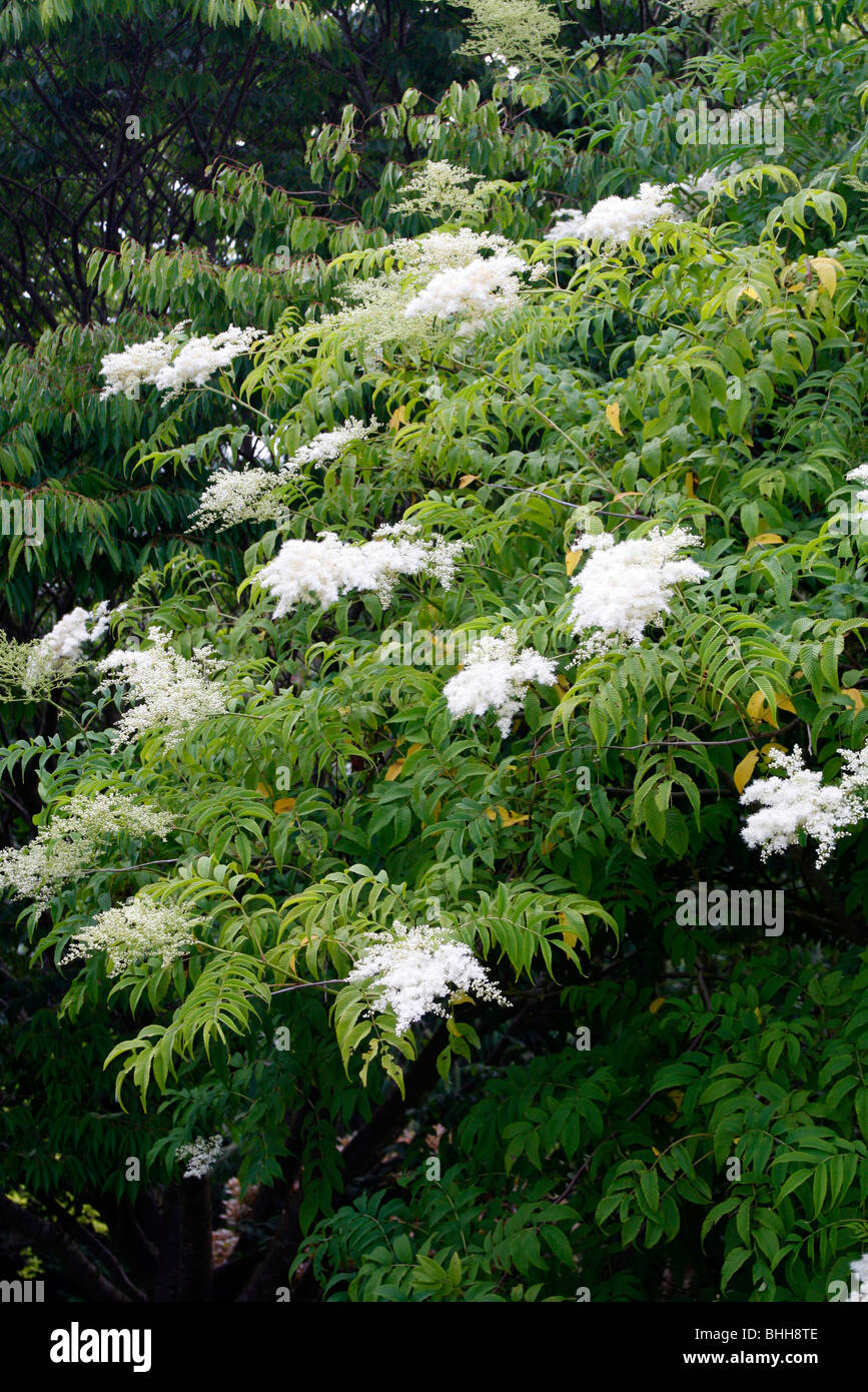 Sorbus Sorbus syn aitchisonii tomentosa var. angustifolia Banque D'Images
