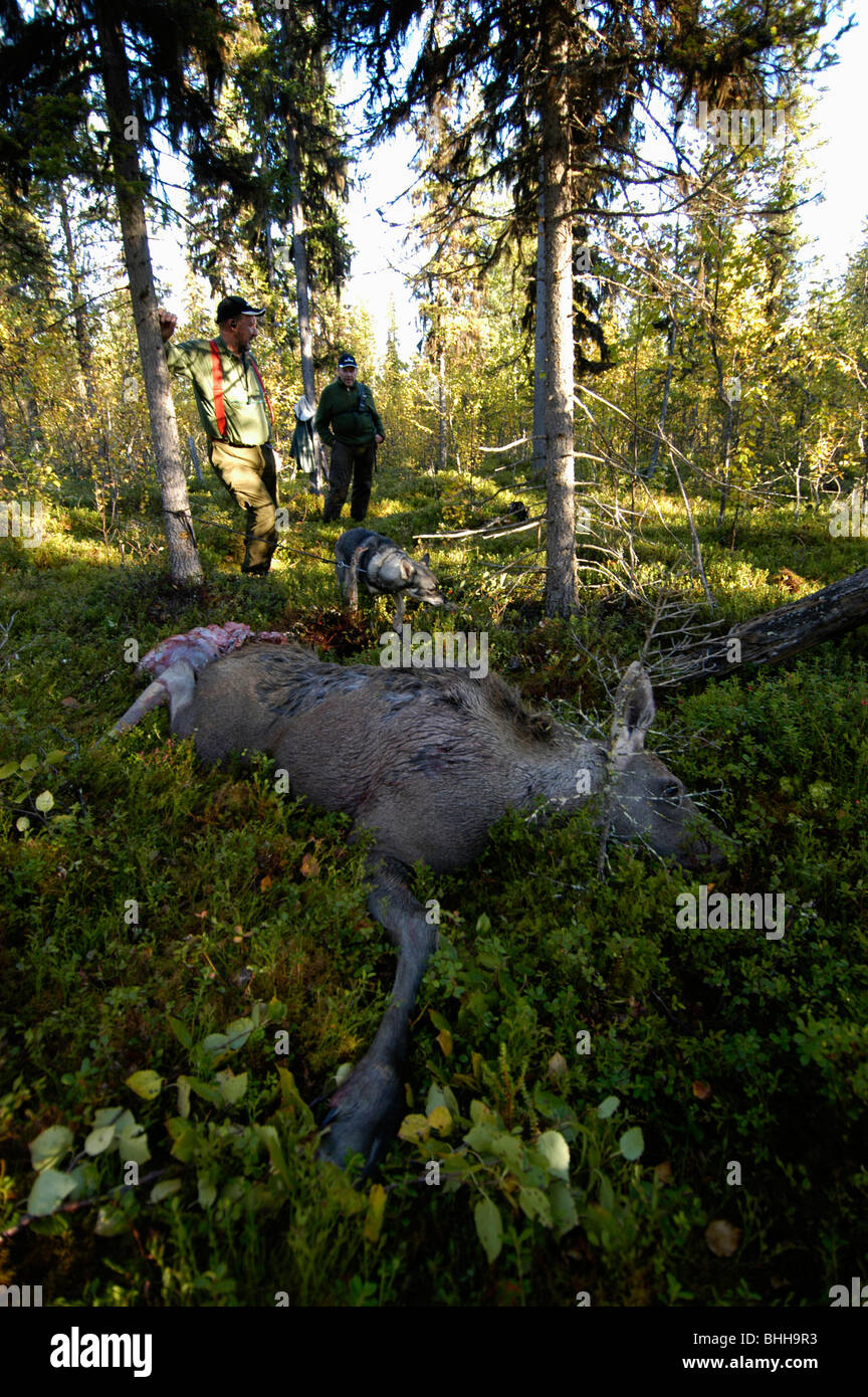 Les hommes wapiti-chasse, la Suède. Banque D'Images