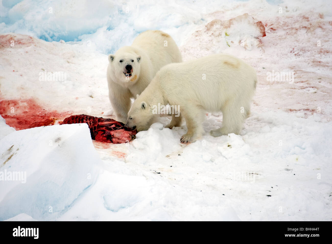 Deux ours polaires de manger un phoque, Spitsbergen, Svalbard, Norvège  Photo Stock - Alamy
