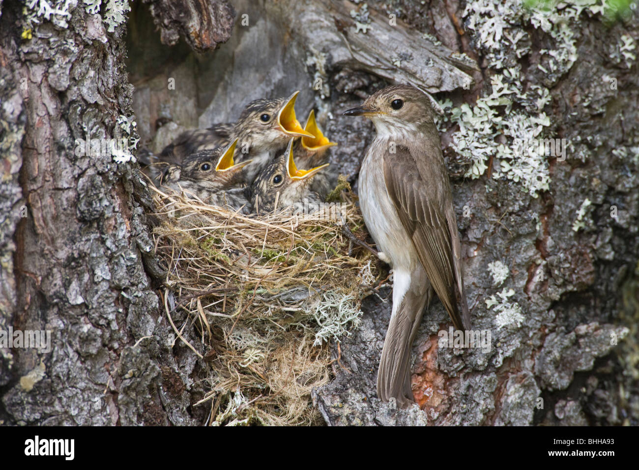 Moucherolle vert et affamés de jeunes oiseaux, en Norvège. Banque D'Images