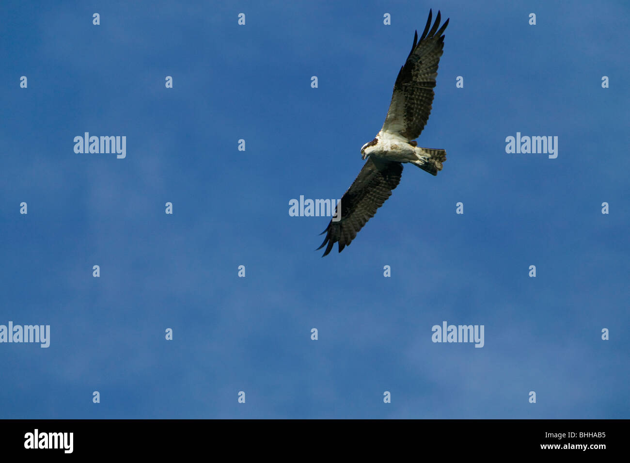 Flying osprey, Huntington Beach State Park, South Carolina, USA. Banque D'Images