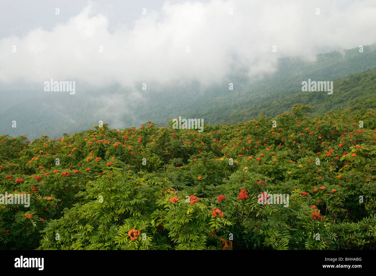 Montagnes et American mountain-ash, Craggy Gardens, North Carolina, USA. Banque D'Images