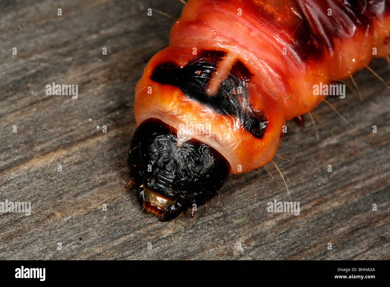 Espèce de chèvre caterpillar, close-up, en Suède. Banque D'Images